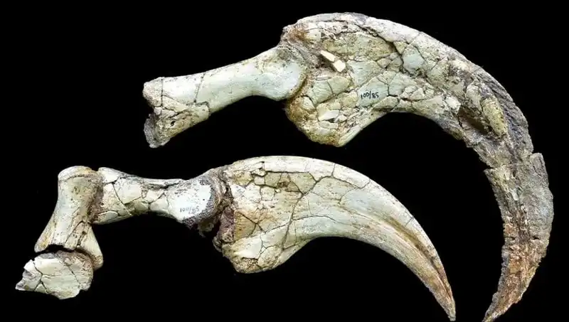 Gobi Çölü'nde Dinozorların İzleri: İki Parmaklı Yeni Tür Keşfedildi