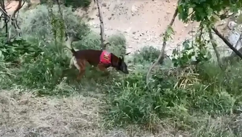 Dedektör Köpek, Dere Kenarındaki Gizli Esrarı Ortaya Çıkardı