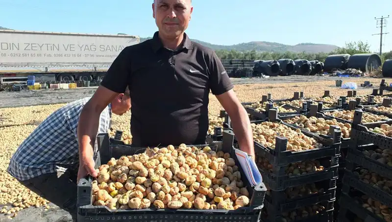 Balıkesir'de Hasat Sezonu: Çin ve Rusya İçin İhracat Heyecanı