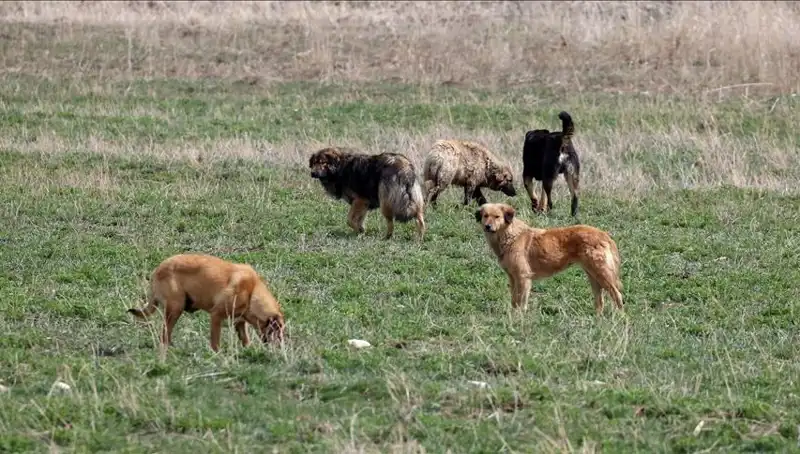 Ankara'da Sahipsiz Köpeklerin Barınaklardan Bırakılması Cezalandırılacak!