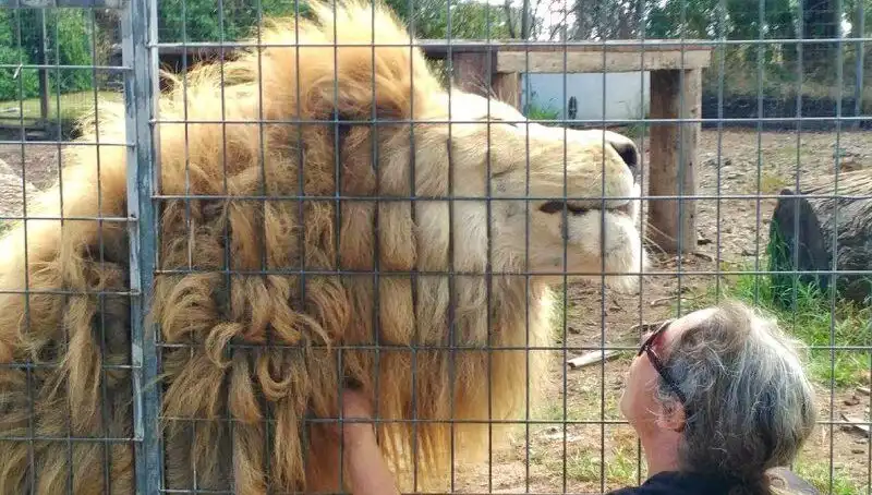 Avustralya'da Aslan Saldırısı: Kafesten Söken Korkutucu Olay