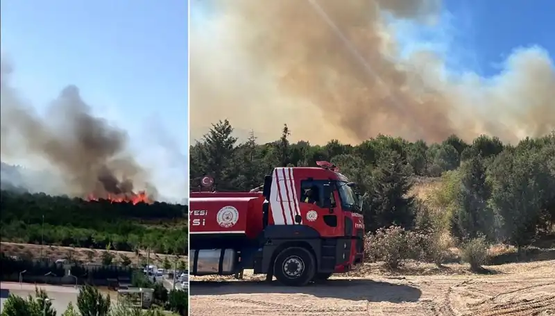 Gebze'de Orman Yangını: Sebepleri ve Alınan Önlemler