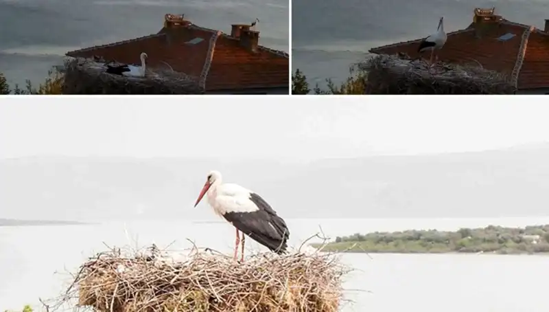 Leylek Yaren, Depremin Gelmesini Önceden Hissetti!