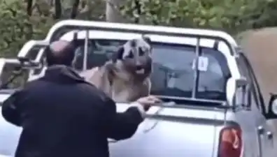Trabzon'da Skandal: Köpeği Halatla Döven Şahıs Gözaltına Alındı
