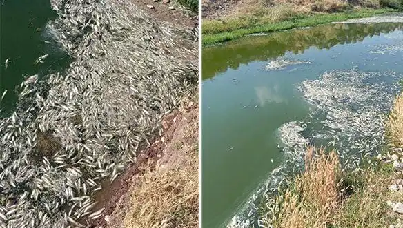 Karasu Çayı'ndaki Balık Ölümleri: Sebepler ve Çözüm Önerileri