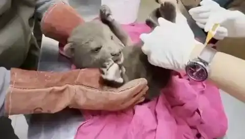 Karabük'te Yavru Bozayı Bulundu: Doğanın Korunması İçin Yeni Bir Mücadele