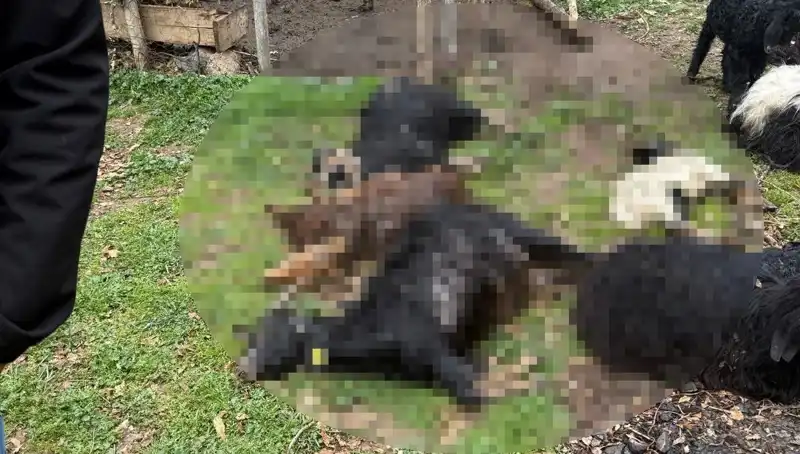 Sahipsiz Köpekler, Çiftlikte 18 Keçiyi Korkunç Bir Şekilde Telef Etti!