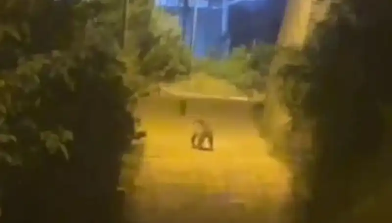 Gümüşhane'de Şehir Merkezine İnerek Şok Etti: Ayı Alarmı!