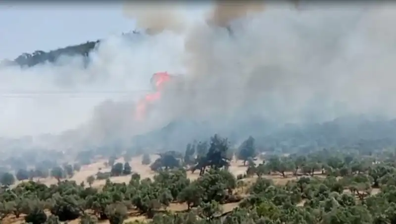 İzmir’de Orman Yangını: Ekipler Sıcak Sıcak Müdahale Ediyor