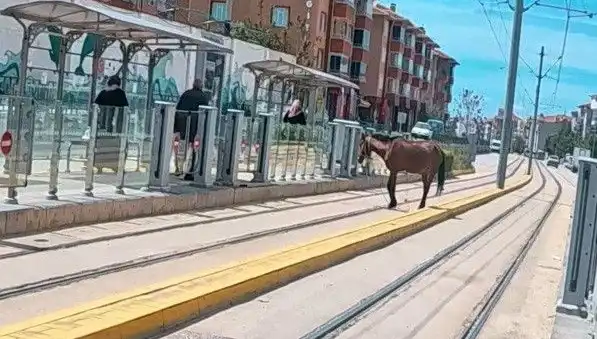 Eskişehir'de Tramvay Raylarında Görülen Başına Boş At Şaşkınlık Yarattı
