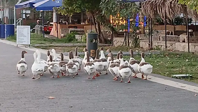 Denizde Yüzdükten Sonra Kümese Kapatılan Kazların Trajik Hikayesi
