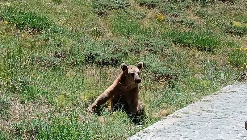 Nemrut Dağı'na Yolculuk Yapacaklara Bozayı Uyarısı: Ciddiye Alınması Gereken İpuçları