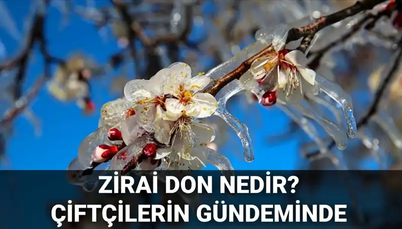 Zirai Don Nedir? Çiftçileri Bekleyen Tehlike ve Sonrası