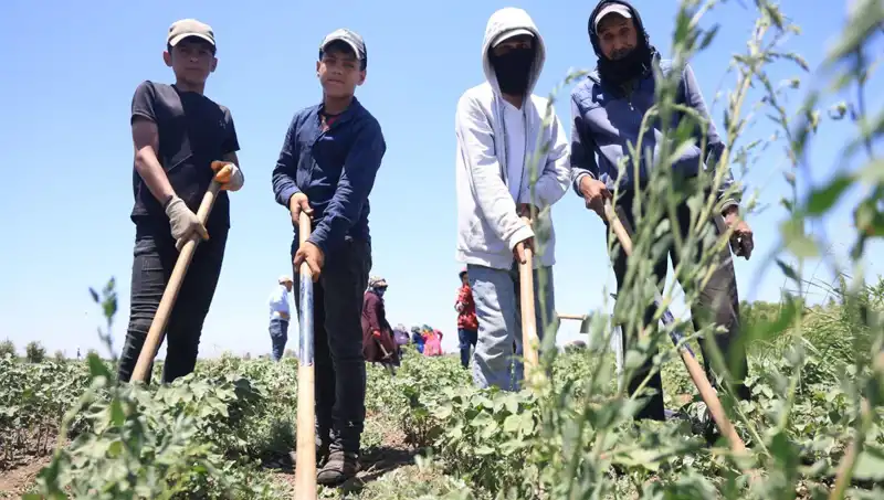Yaz Sıcaklarında Zorlu Çalışma Şartları: 650 TL Yevmiyeye Dikkat Çekici Mesai