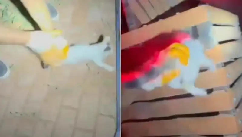 İtfaiye Ekipleri Gece Yarısı Kedi Kurtarma Operasyonu ile Takdir Topladı
