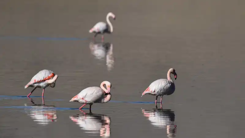 Kuş Cenneti Kuraklıkla Yüz Yüze: Flamingo Sayısı Alarm Veriyor