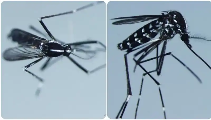 Chikungunya Virüsü: Dünya Genelinde Yayılmaya Devam Ediyor!