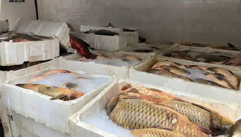 Kaçak Balık Avcılığına Ağıt: Yeni Cezalar Geliyor!
