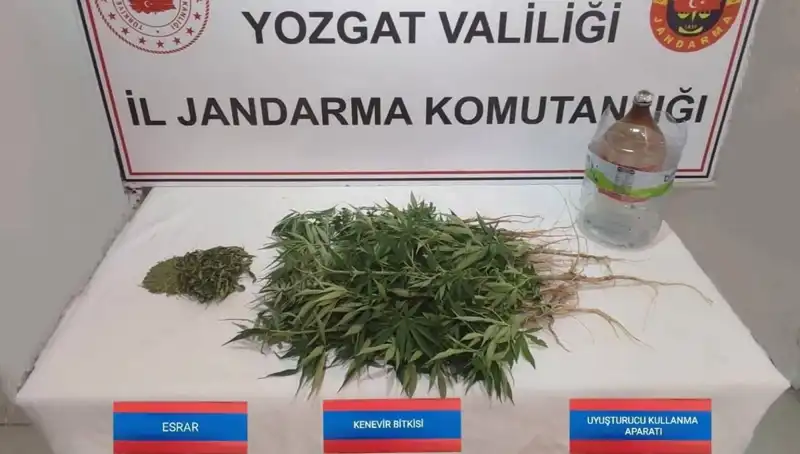 Yozgat’ta Yasal Olmayan Kenevir Operasyonu: 40 Kök Ele Geçirildi