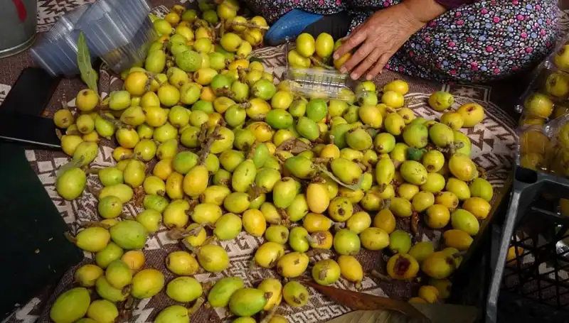 Muşmula Hasadı Başladı: Kilosu 150 TL ile Pazar Sahipleniyor