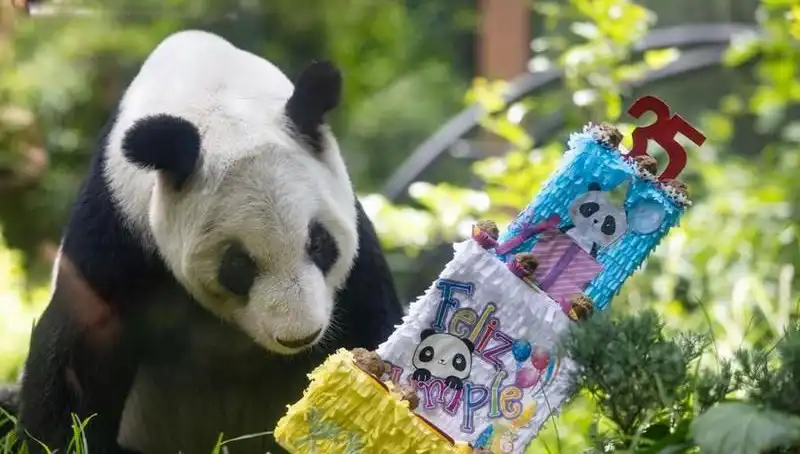 Dev Panda Xin Xin, 35. Yaşını Kutlayarak Duygusal Anlar Yaşattı