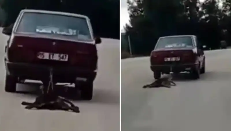 Otomobilin Arkasında Bağlı Köpek Korkunç Bir Kaza ile Sürüklendi